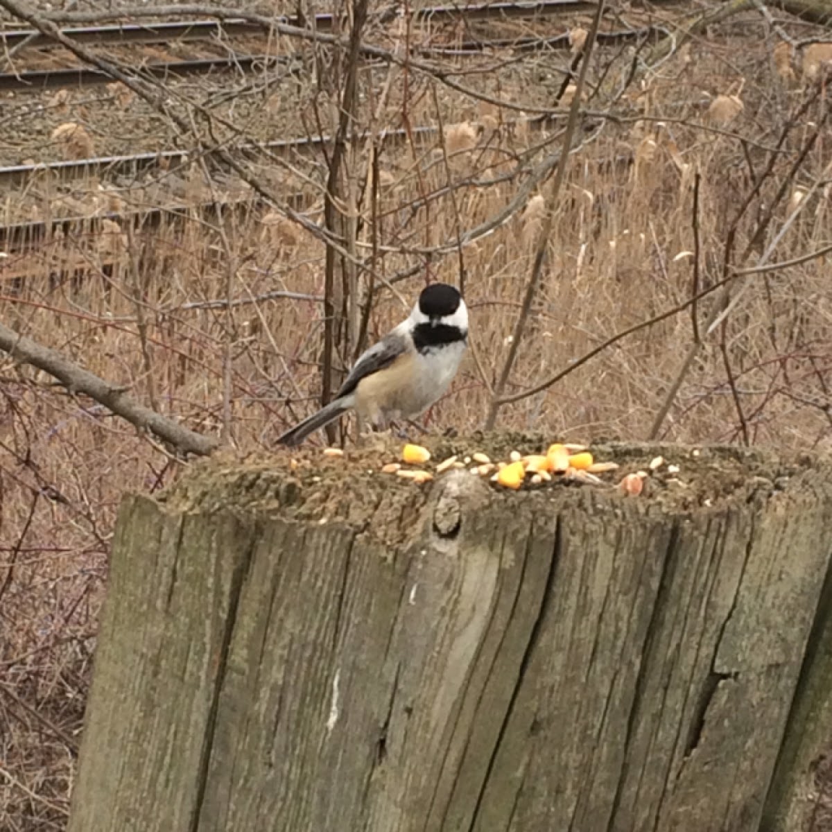 Black-Capped Chickadee