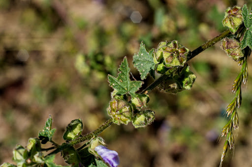 Lavatera cretica