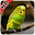 Parakeet Bird Sounds : Budgerigar Sounds Download on Windows