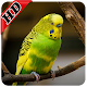 Parakeet Bird Sounds : Budgerigar Sounds Install on Windows