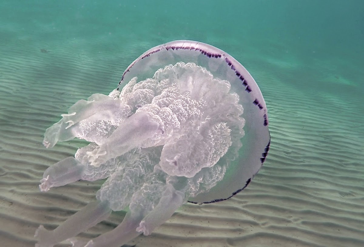 Barrel jellyfish