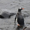 Gentoo Penguin