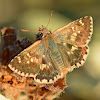 Sage Skipper