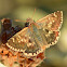 Sage Skipper