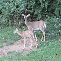 Sika Deer