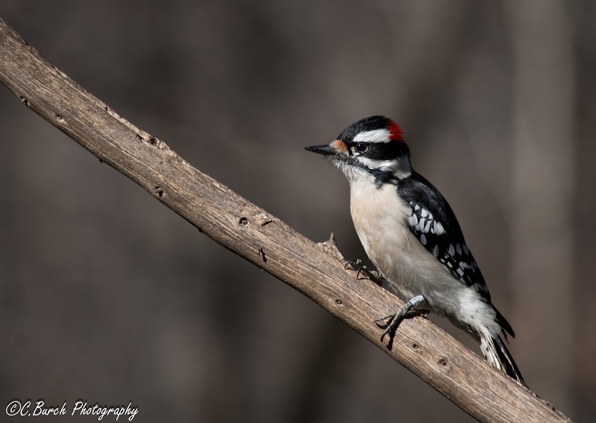 Downy Woodpecker