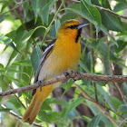 Bullock's oriole (male)