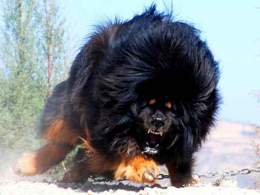 Tibetan Mastiff Dog Wallpaper