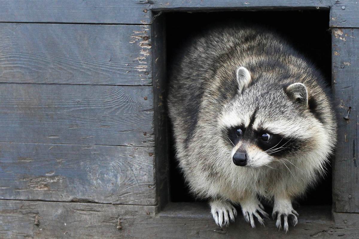 Can Raccoons Open Doors