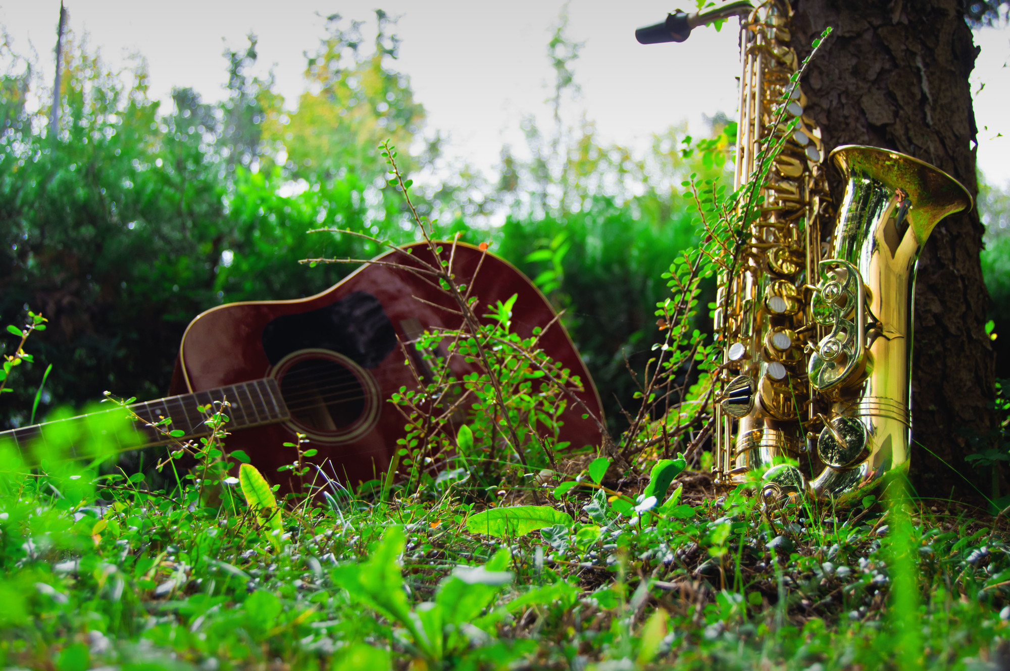 La musica "al" verde di Artfotovi