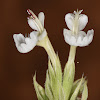 Italian Catmint