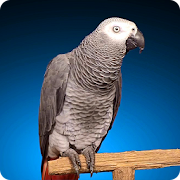 Grey Parrot Live Wallpaper 1.0 Icon