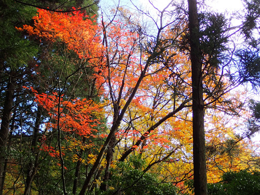 紅葉が綺麗に