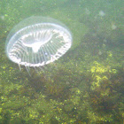 Crystal jellyfish