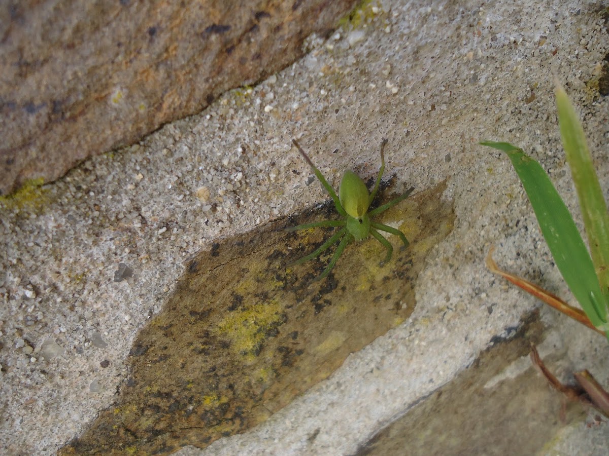 crab spider