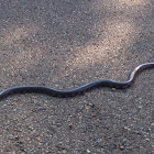 Eastern Mud Snake