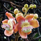 Cannonball Tree