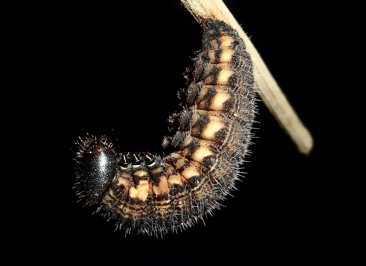 Pre-pupa/ Lagarta das Palmeiras