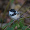 Black-capped Chickadee