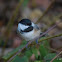 Black-capped Chickadee