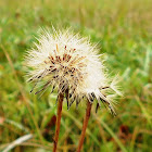 Wild Lettuce (seed pod)