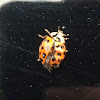 Lady Bug