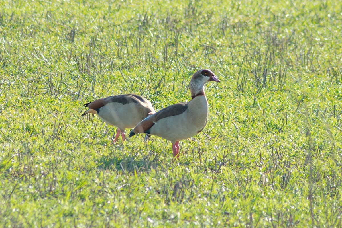 Egyptian goose