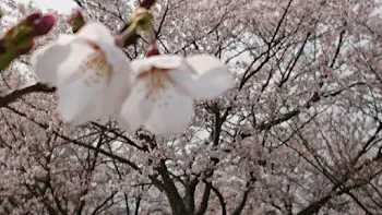 桜が散る前に