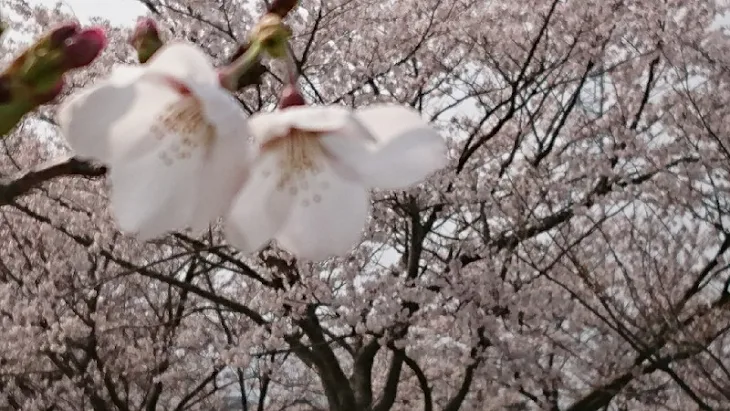 「桜が散る前に」のメインビジュアル