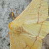 Yellow monkey moth