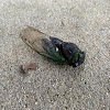 Dog-day cicada