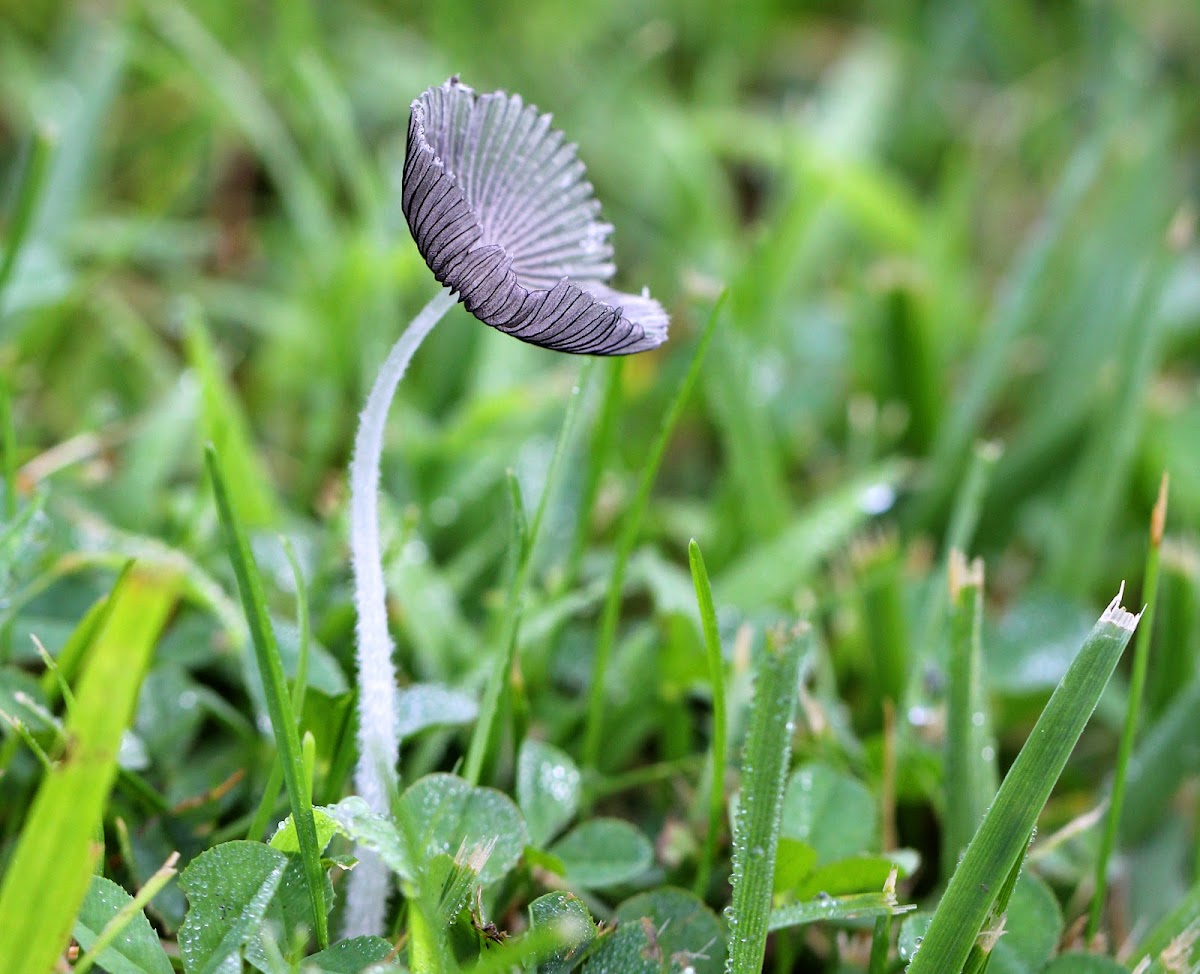 Inky Caps