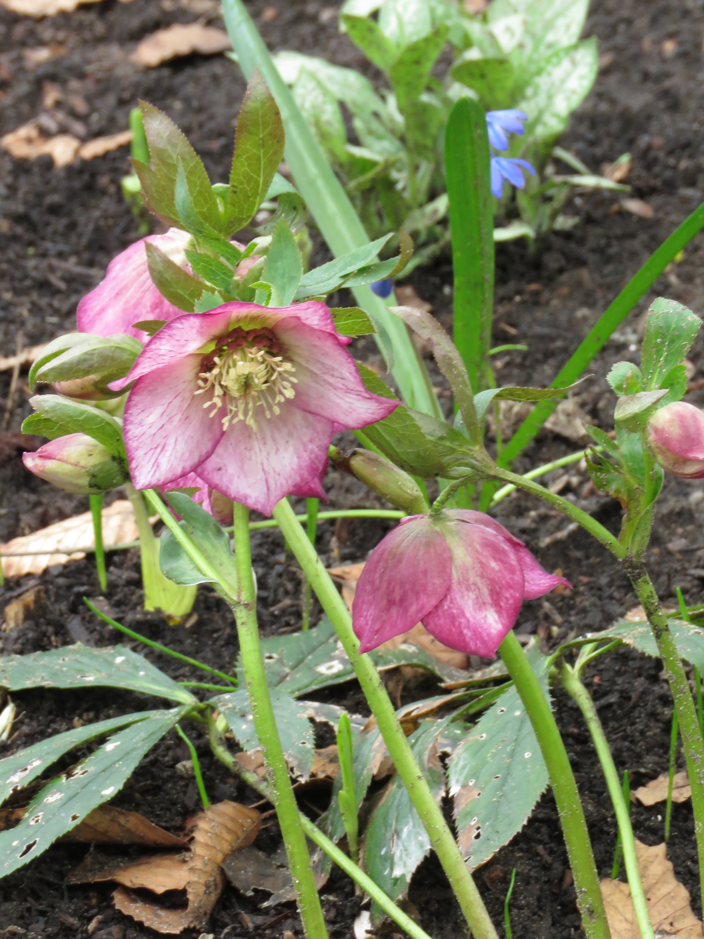 Semis d'hellébores (Helleborus) - Page 2 674zrNFKF_hxi_b79NZgHeMFhRTuCZ5IsuYyBlzro9GRh-T4p8b4usFvWA54842wnTWSSifZTsnsGZRn4y9tM3s50fZU-G4pek28LeS03qx5GQZz_CInBAeuySrNPjvwddRdu0jN-DA=w2400