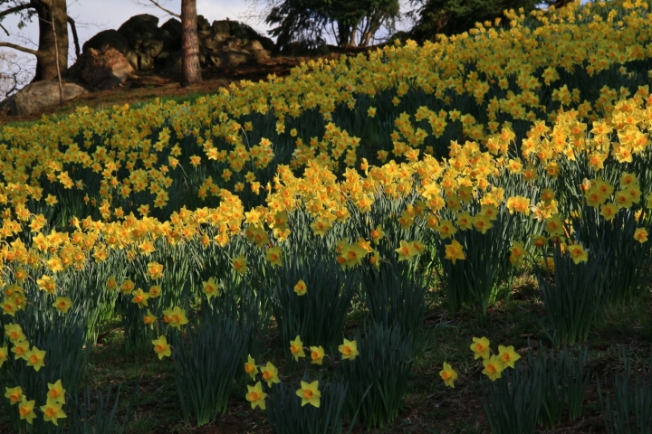 In giallo di mariagrazias