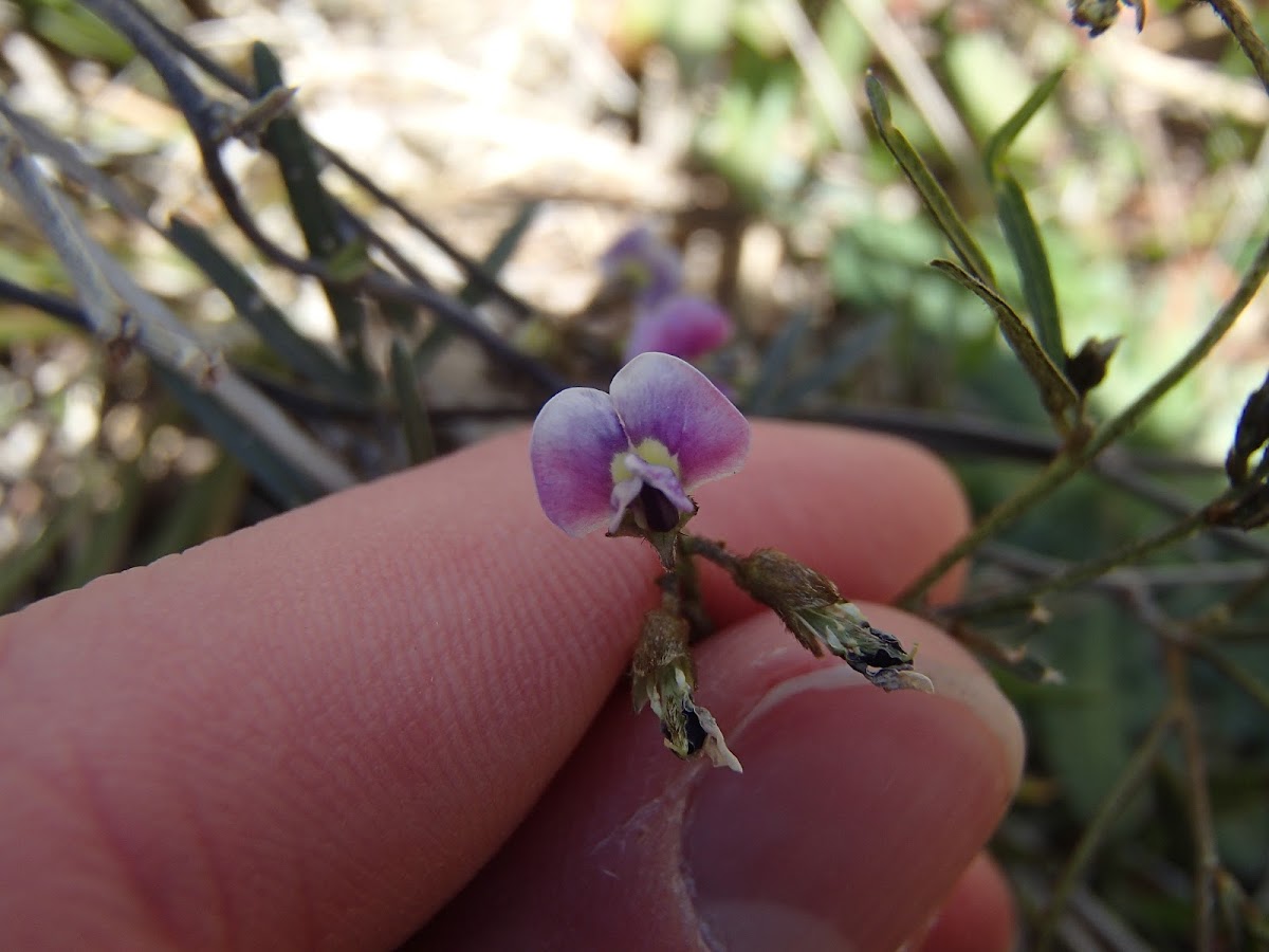 Twining glycine