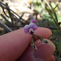 Twining glycine