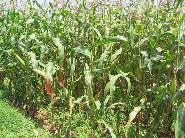 A maize farm at a trial farm in Siaya County.