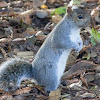 Western Gray Squirrel