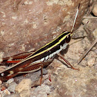 Handsome Macrotona Grasshopper