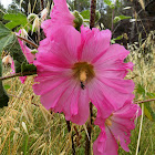 Hollyhock