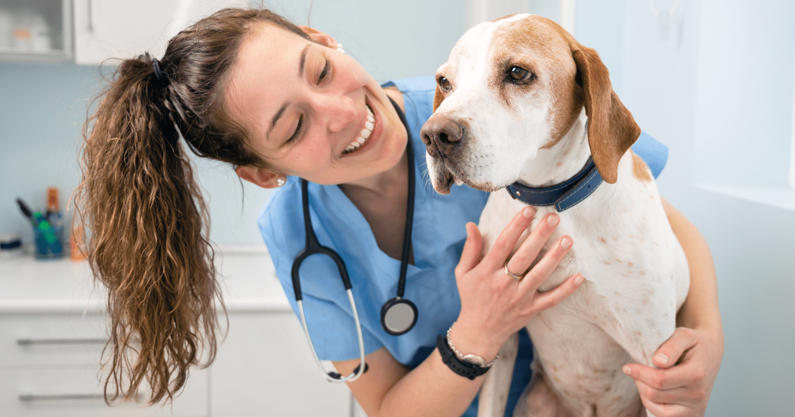 Happy female veterinarian holding and petting Beagle dog