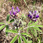 Bajada Lupine