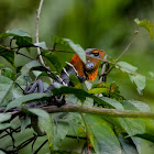 Common green forest lizard