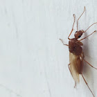 Citronella Ant/Foundation Ant