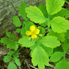 Greater celandine (Χελιδόνιον το μέγα )