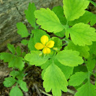 Greater celandine (Χελιδόνιον το μέγα )