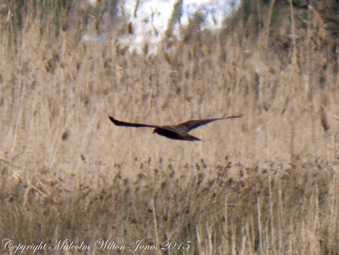 Marsh Harrier; Aguilucho Lagunero