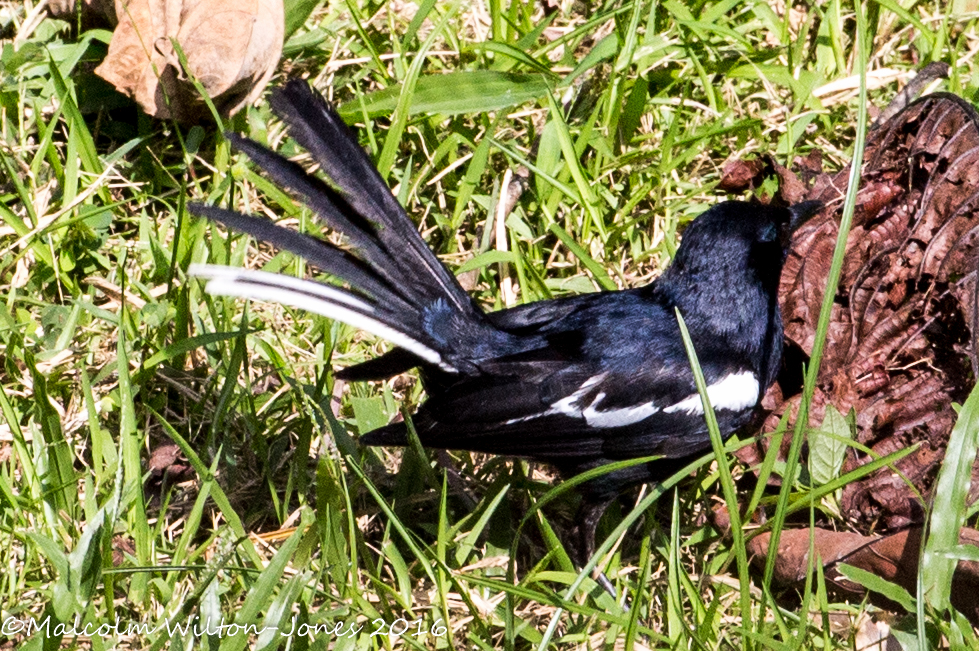 Oriental Magpie Robin