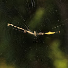 Trashline Orbweaver