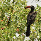 Hornbill - Crowned Hornbill